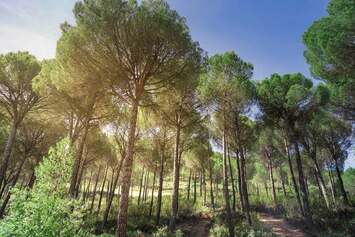 sensibilitaició forestal.jpg